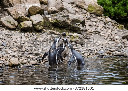 Several Magellanic Penguin (Spheniscus Magellanicus) at the beach. waiting for a penguin that comes out of the water with fish
