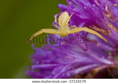 Macro shot of a golden crab spider on purple porcupine flower