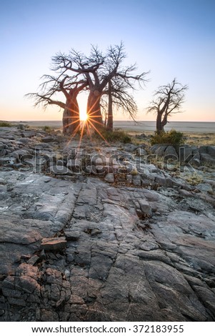 Kubu Island in Botswana