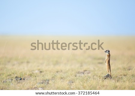Meerkat in Bushveld