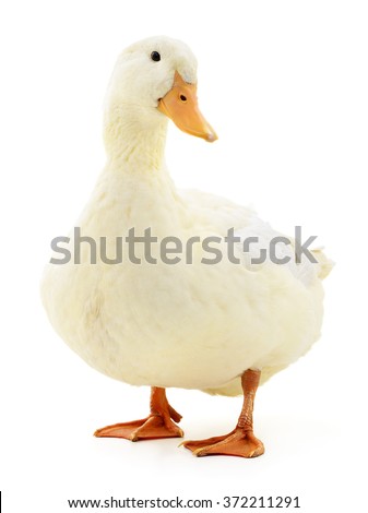 One white duck isolated on white background. Royalty-Free Stock Photo #372211291
