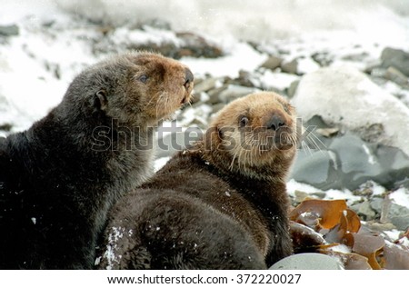 pair of sea otters