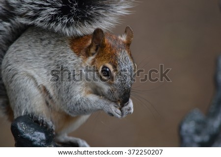 Squirrel In The Park