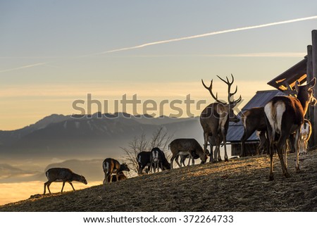 A herd of deer in the yard in the mountains.Carinthia,Austria.