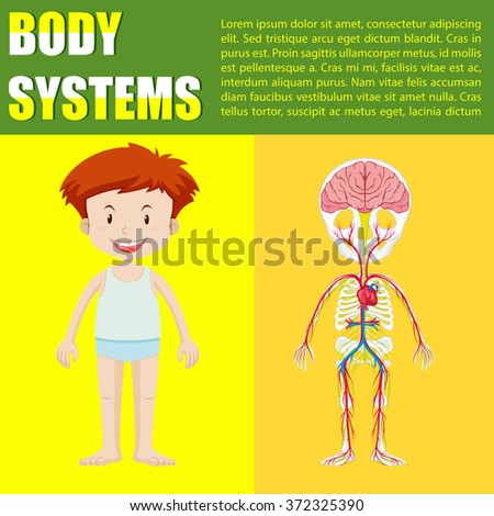 Infographic body system of boy illustration
