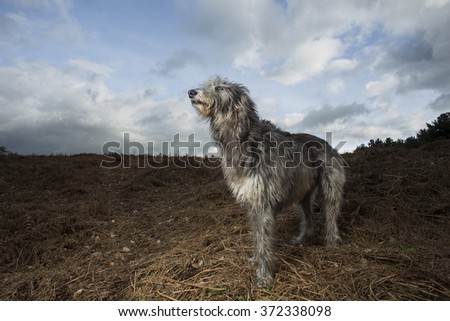 Deerhound in the landscape Royalty-Free Stock Photo #372338098