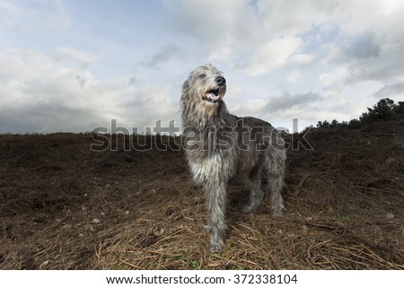Deerhound dog in the landscape Royalty-Free Stock Photo #372338104