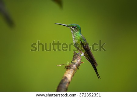 Shining green hummingbird Empress Brilliant Heliodoxa imperatrix,female with white breast and green back perched on mossy twig.Side view, blurred distant green background. Horizontal vibrant photo.