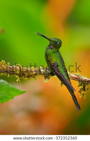 Shining green hummingbird Empress Brilliant Heliodoxa imperatrix,male with long tail perched on mossy twig in front of bright orange blurred flowers. Green background. Vertical vibrant photo. 