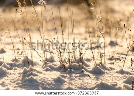 branch in hoar frost on cold morning in winter snow in sunrise