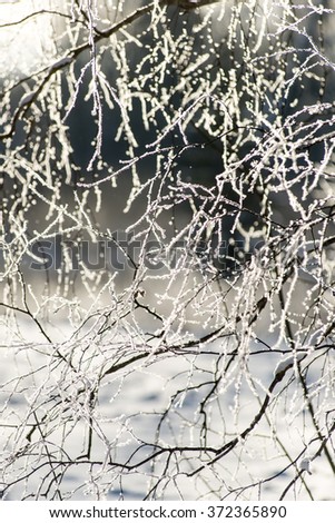 branch in hoar frost on cold morning in winter snow