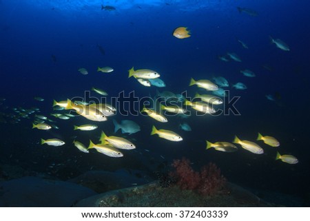 Coral reef fish underwater sea ocean