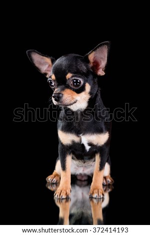 black chihuahua puppy on a black background