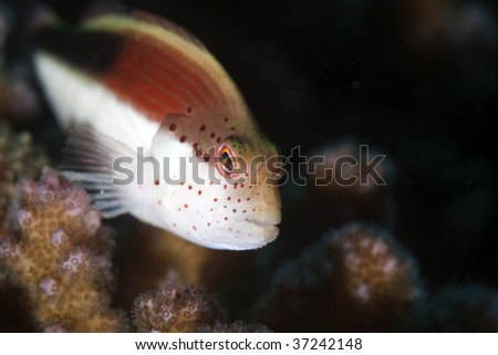 freckled hawkfish close-up.
