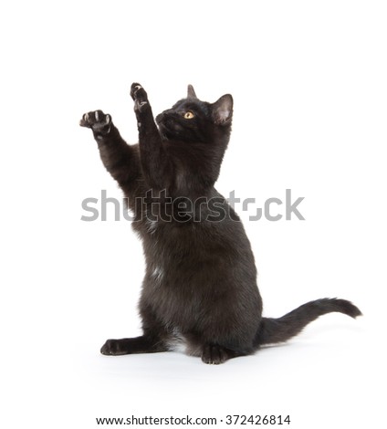 Cute black cat jumping and playing isolated on white background