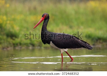 Black stork (Ciconia nigra) in the water. Stork fishing in a shallow lagoon.A big black stork with a red beak and a drop of water on its tip in the water. Royalty-Free Stock Photo #372468352