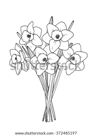Spring daffodil  bouquet. A4 printable coloring book page. Hand-drawn illustration . All elements are isolated and editable. 