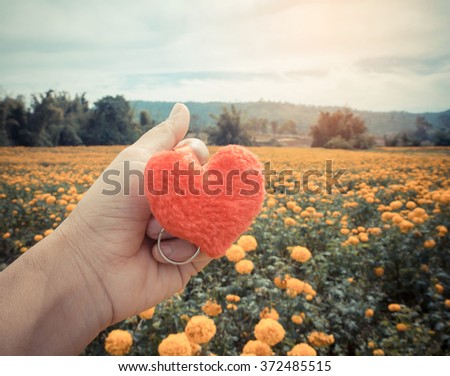 love concept. holding a red heart in hands.Marigold  in garden