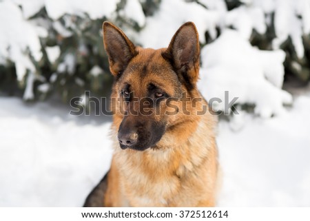 German Shepherd dog, standing in the snow