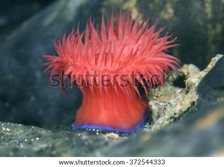 Beadlet Anemone - Actinia equina, Croatia, Adriatic sea Royalty-Free Stock Photo #372544333