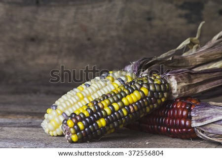 Colorful Indian Corn on Wood Background