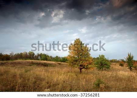 Yellow tree on a background of grey clouds