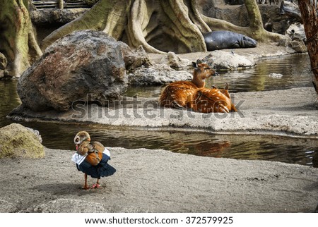 Picture of a duck, deer and a hippo in a zoo in Valencia, Spain