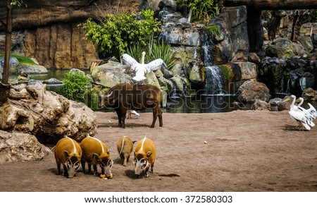 Picture of a bull with a pelican on its back and a herd of boars
