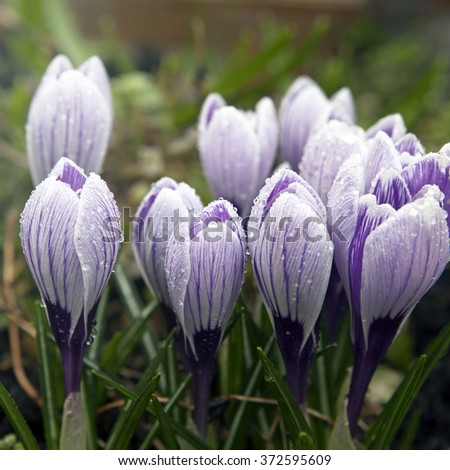 Some multi-colored snowdrops, crocuses , against a green grass.Selective focus