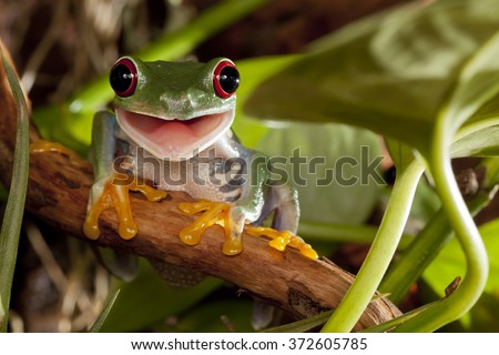Red-eyed tree frog smile
 Royalty-Free Stock Photo #372605785
