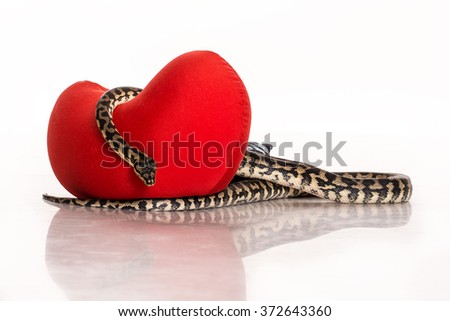 red heart in the arms of a beautiful snake on a white background