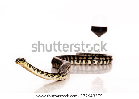 a glass of wine in the arms of a beautiful snake on a white background