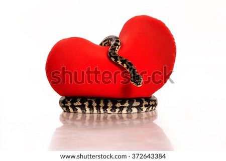 red heart in the arms of a beautiful snake on a white background