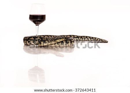 a glass of wine in the arms of a beautiful snake on a white background