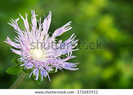 Purple star flower in full bloom.