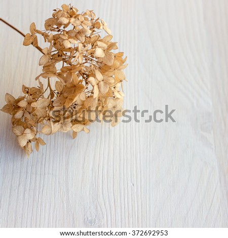 Dried flower on wooden background. Shallow depth of field. Space for text. Royalty-Free Stock Photo #372692953