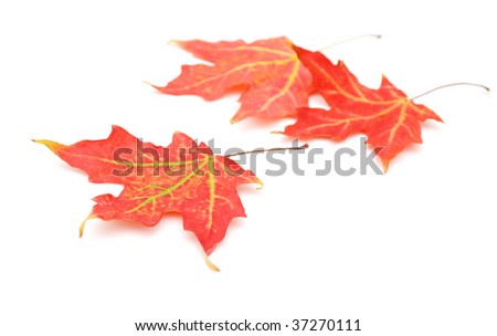 Maple leafs in Autumn