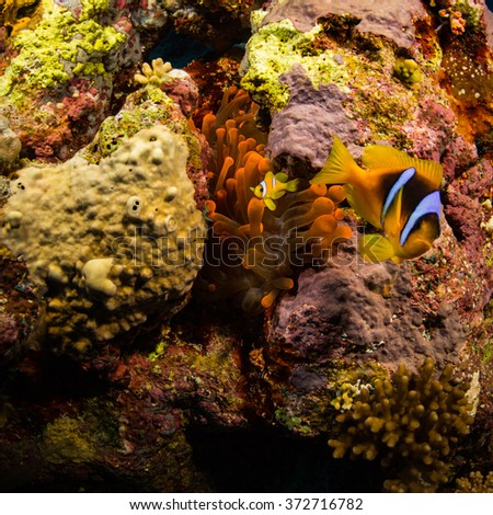 Anemonefish on a coral reaf in Red Sea