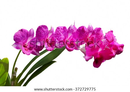 Pink dendrobium orchid isolated on white BG.