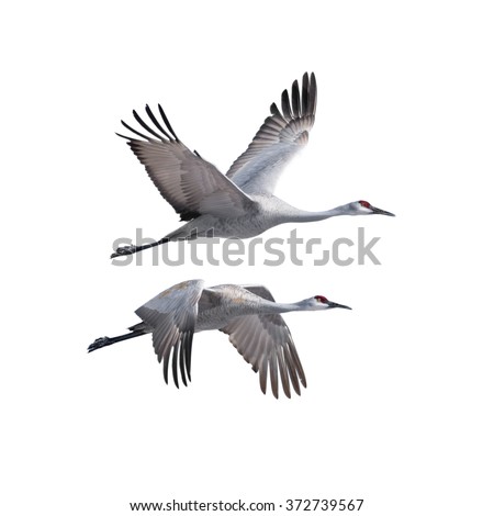 Sandhill Cranes flying, isolated on white. Royalty-Free Stock Photo #372739567