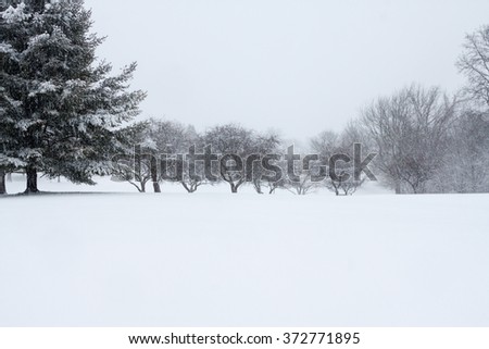 trees during a snow storm
