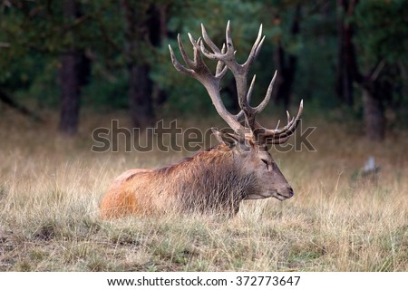 Rutting red deer in the national park De Hoge Veluwe, Netherlands Royalty-Free Stock Photo #372773647