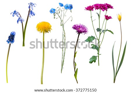 Wild flowers isolated on white background Royalty-Free Stock Photo #372775150