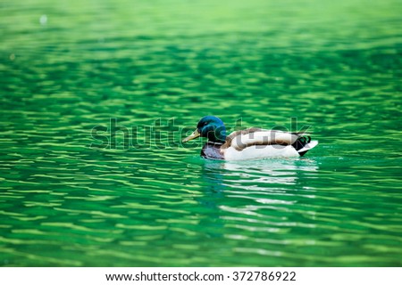 Ducks swimming in the green lake