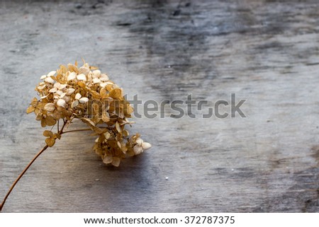 Dried flower on wooden background. Shallow depth of field. Space for text. Royalty-Free Stock Photo #372787375