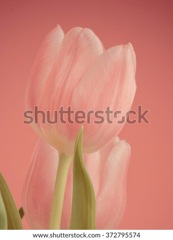 Pink Tulips on Pink Background