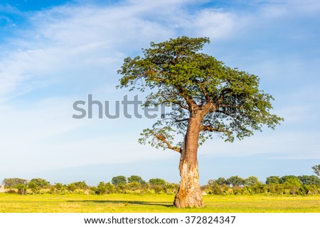 Tree at the Okavango Delta (Okavango Grassland), One of the  Seven Natural Wonders of Africa, Botswana