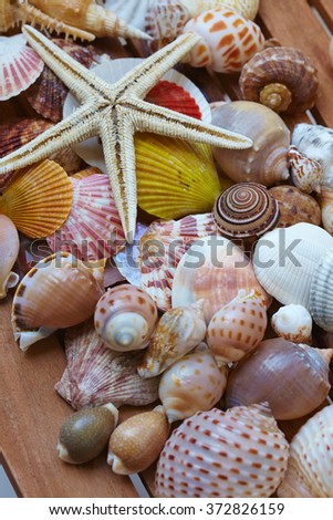 different shells