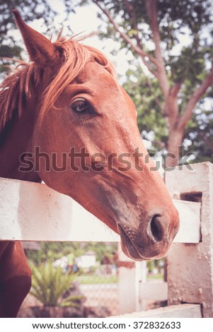 Close up head of brown horse standing in the white picket fence and nature background. Vintage and retro picture style.
