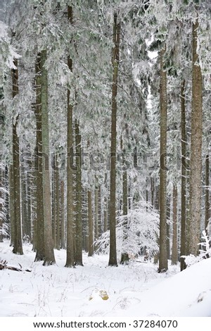snowy fir-trees in winter